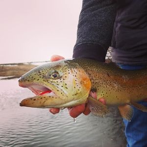 Meet your Posher, Allan